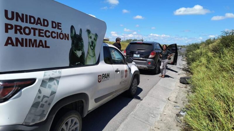 Lograron ciudadana compasiva y Gobierno de Carlos Peña Ortiz rescate de animal de compañía