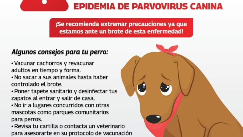 Alerta Gobierno de Reynosa por parvovirus canino