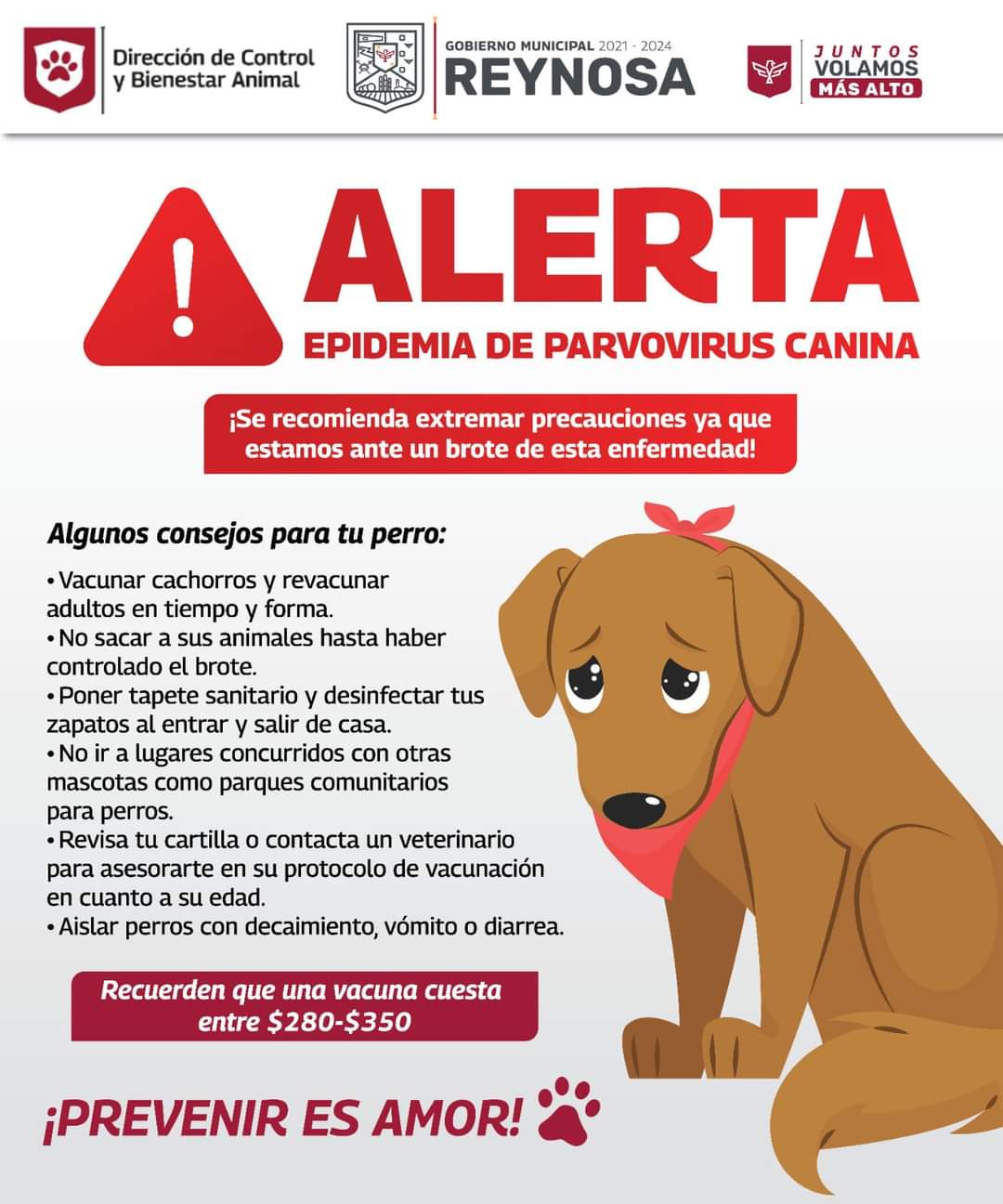 Alerta Gobierno de Reynosa por parvovirus canino