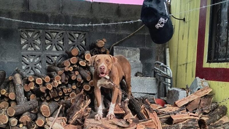 Reafirma Gobierno de Reynosa compromiso de protección y atención animal