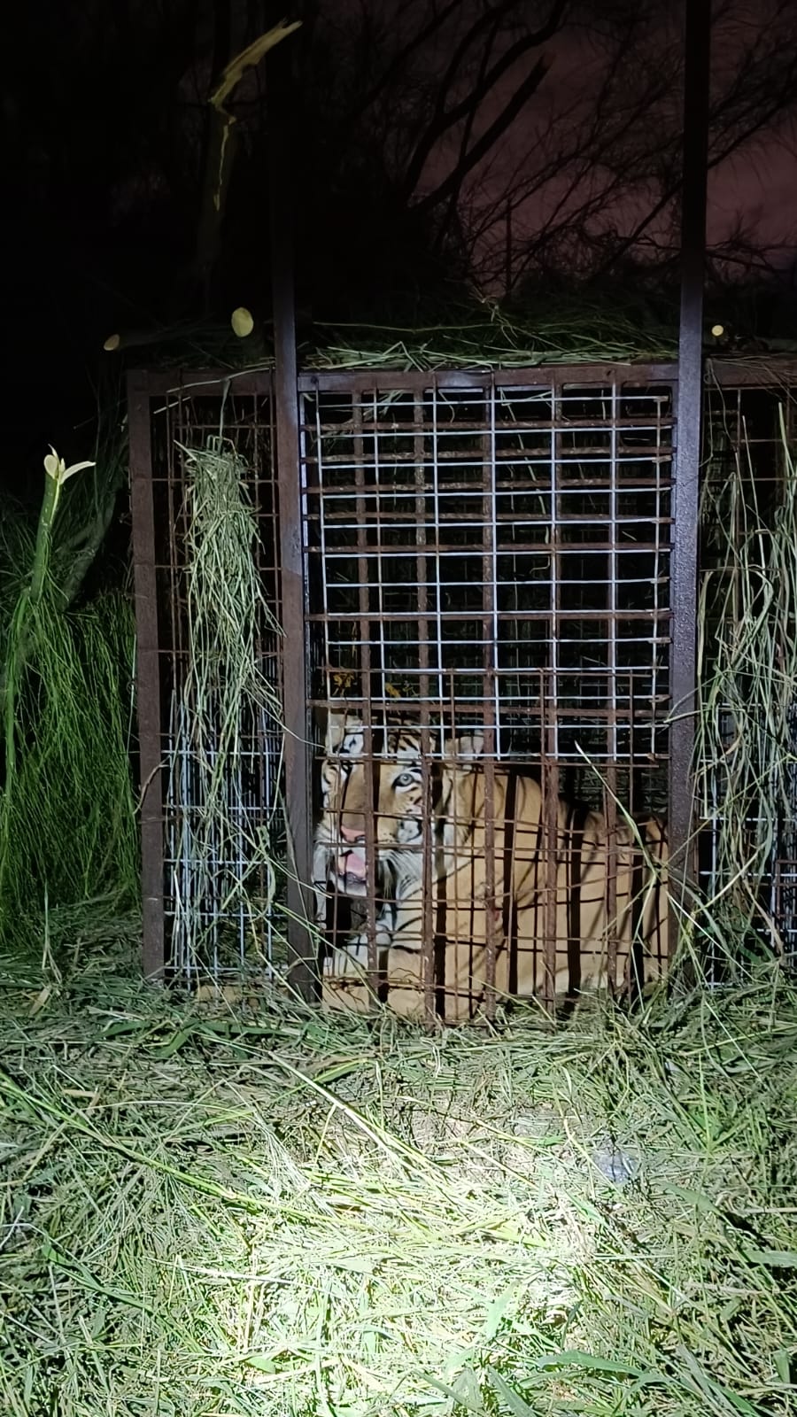 Operativo exitoso del Gobierno de Reynosa captura tigre en área ejidal